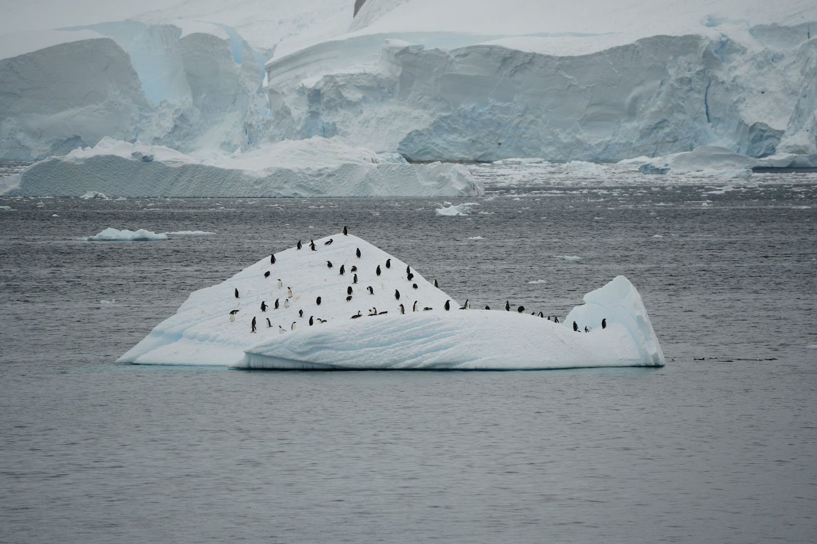 Gentoo Penguins