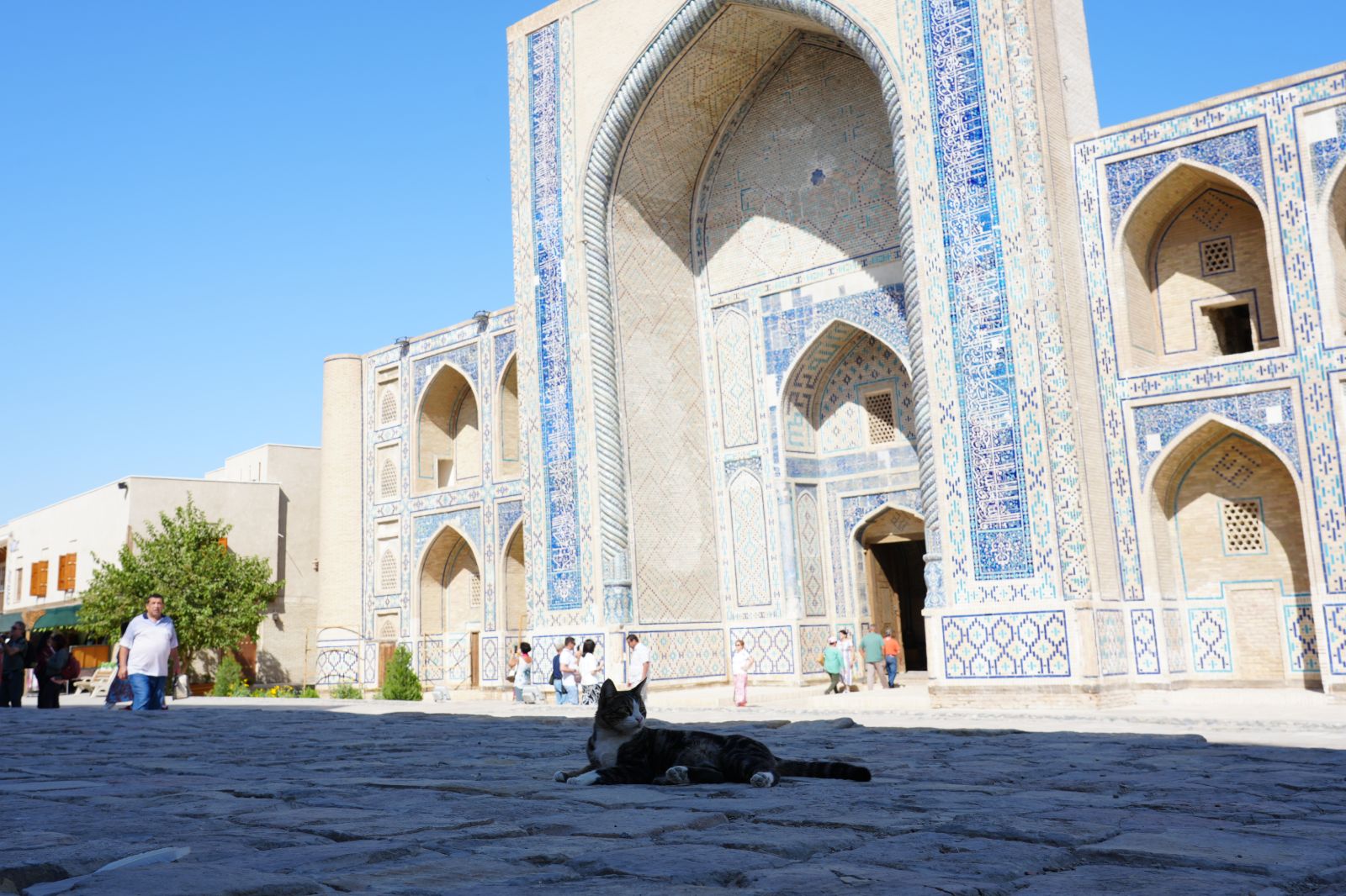 Bukhara's street cat