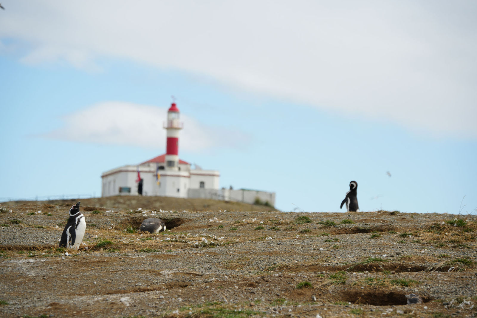 Punta Arenas / Magdalena Island