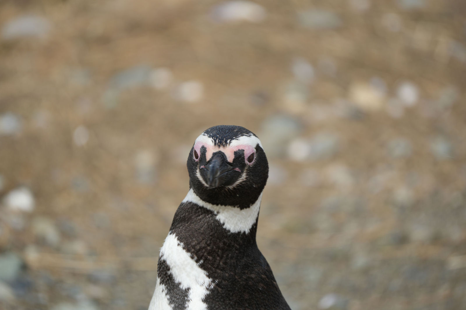 Magellanic Penguin