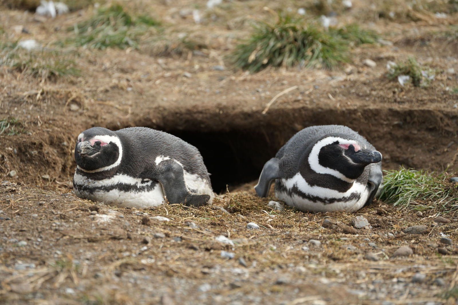 Magellanic Penguins