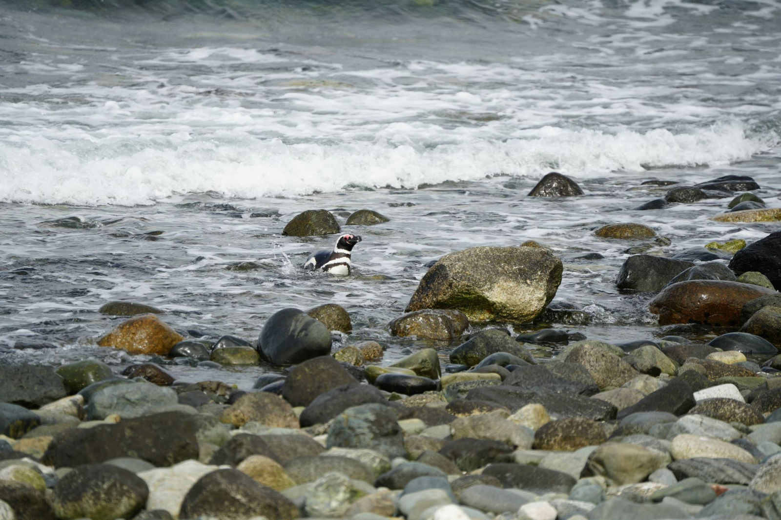 Magellanic Penguins Coming AshoreMagellanic Penguins Coming Ashore