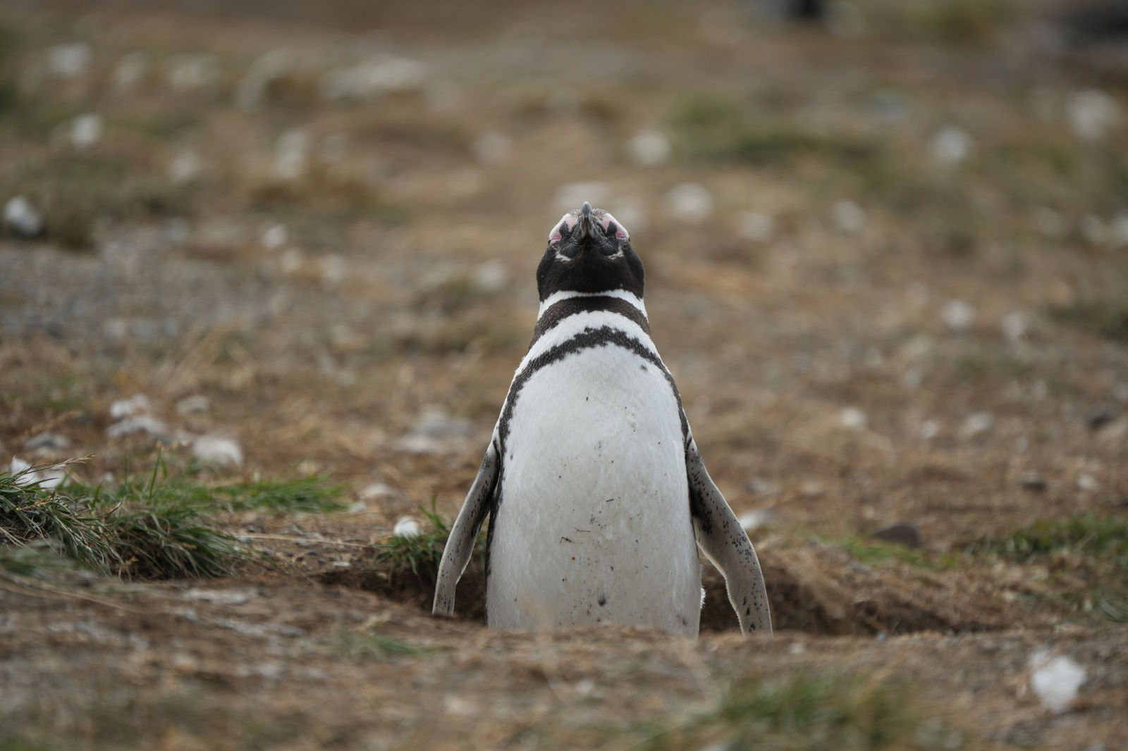 Magellanic Penguin