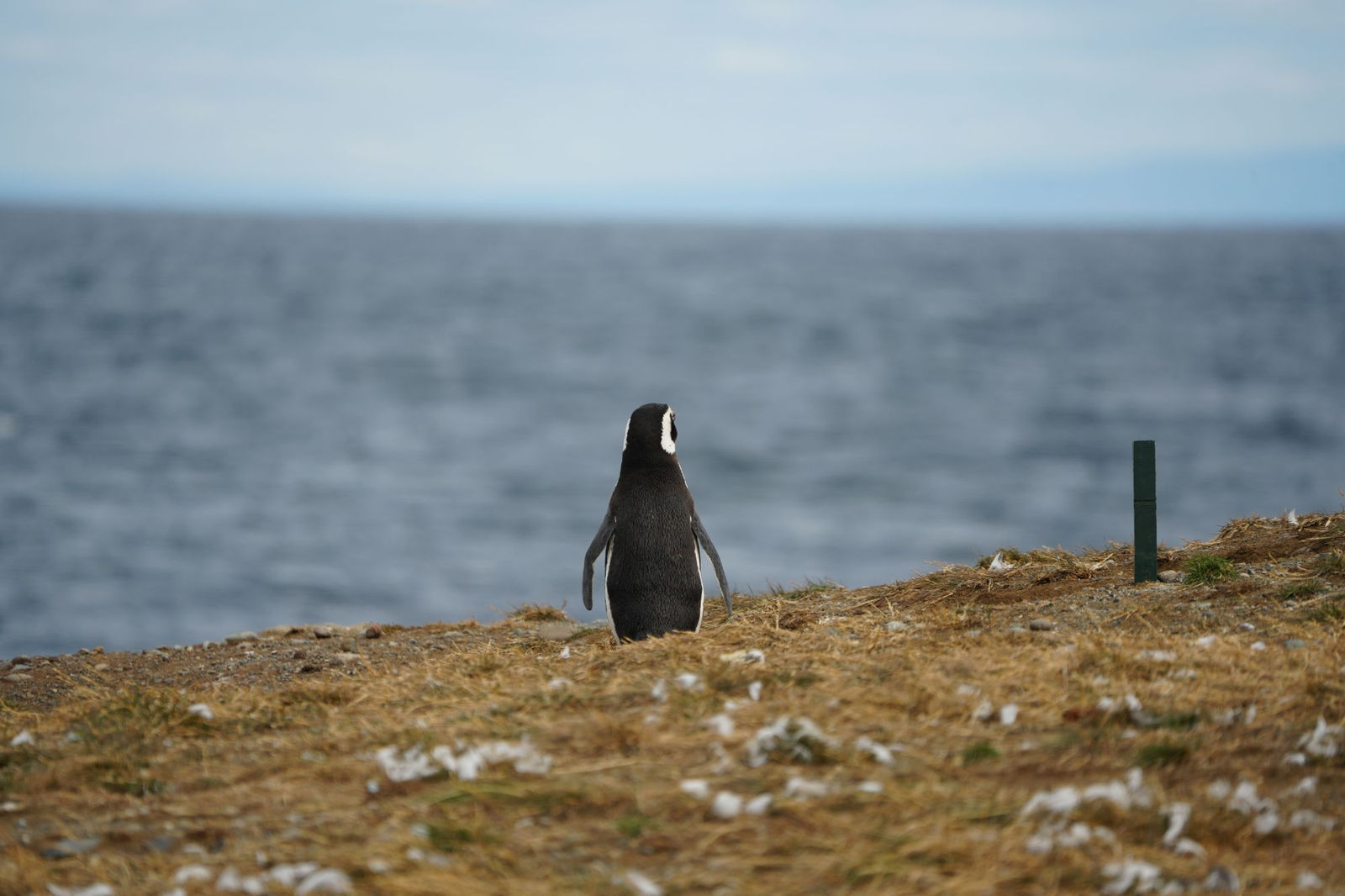 Magellanic Penguin