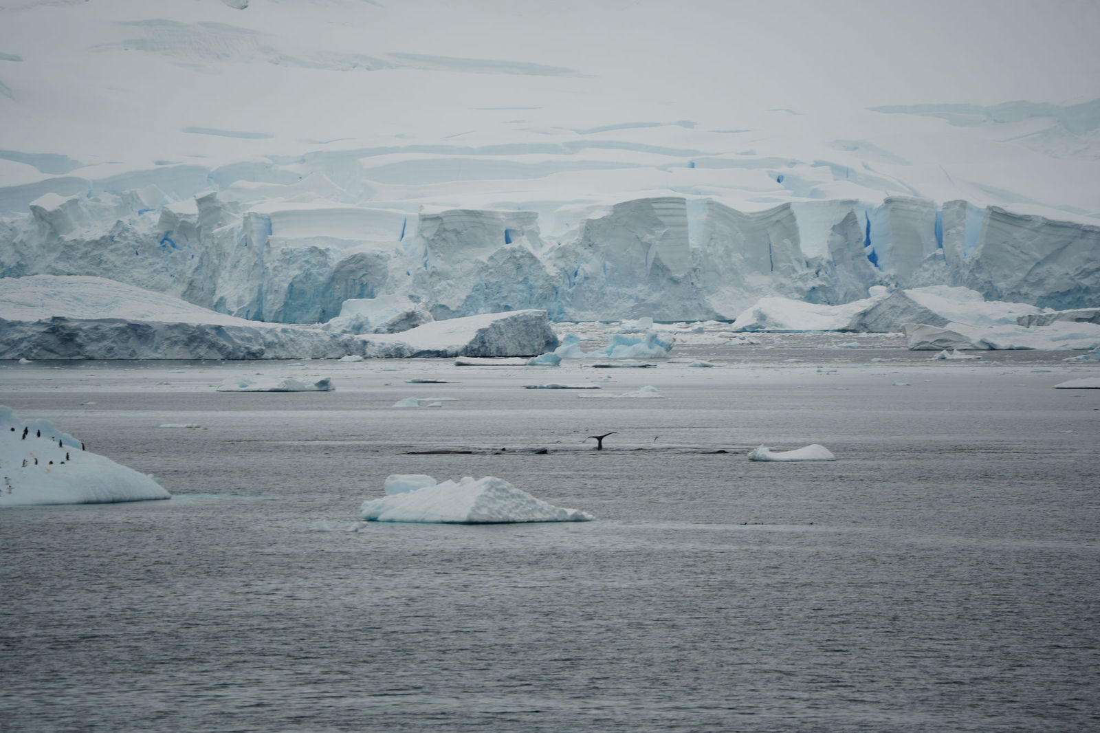 Humpback Whale