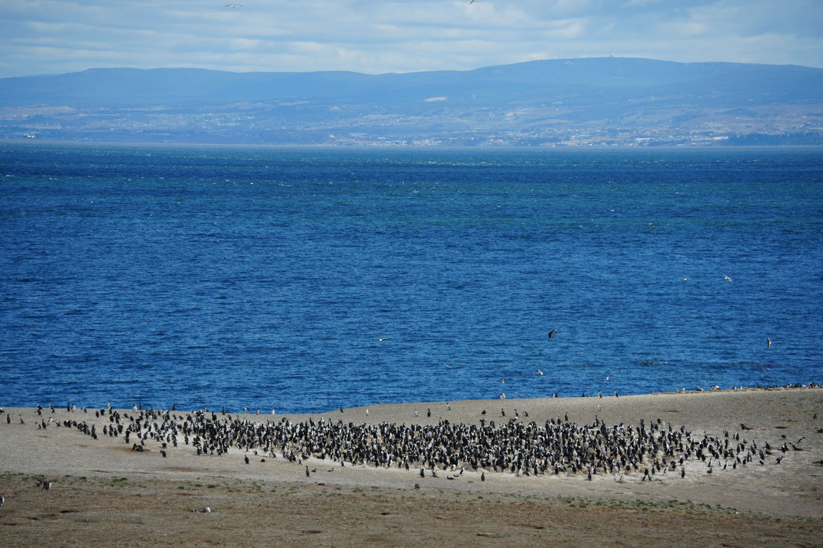 A Colony of Magellanic Penguins