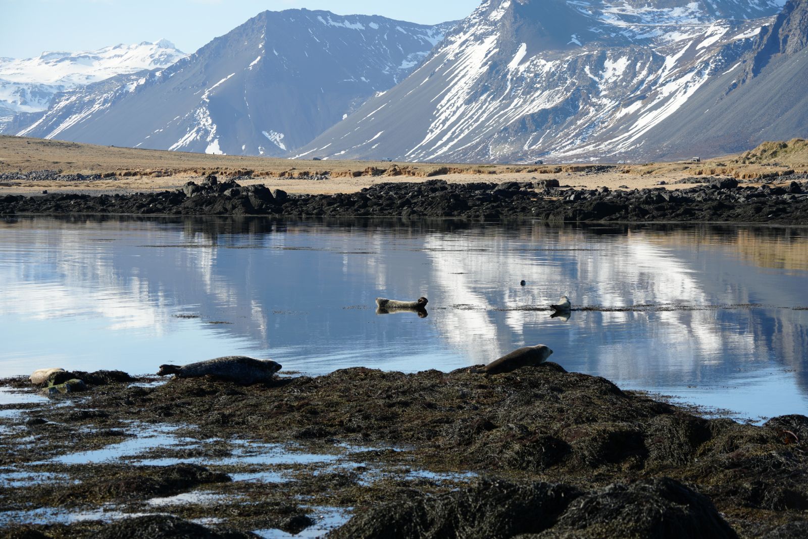 Harbor Seals