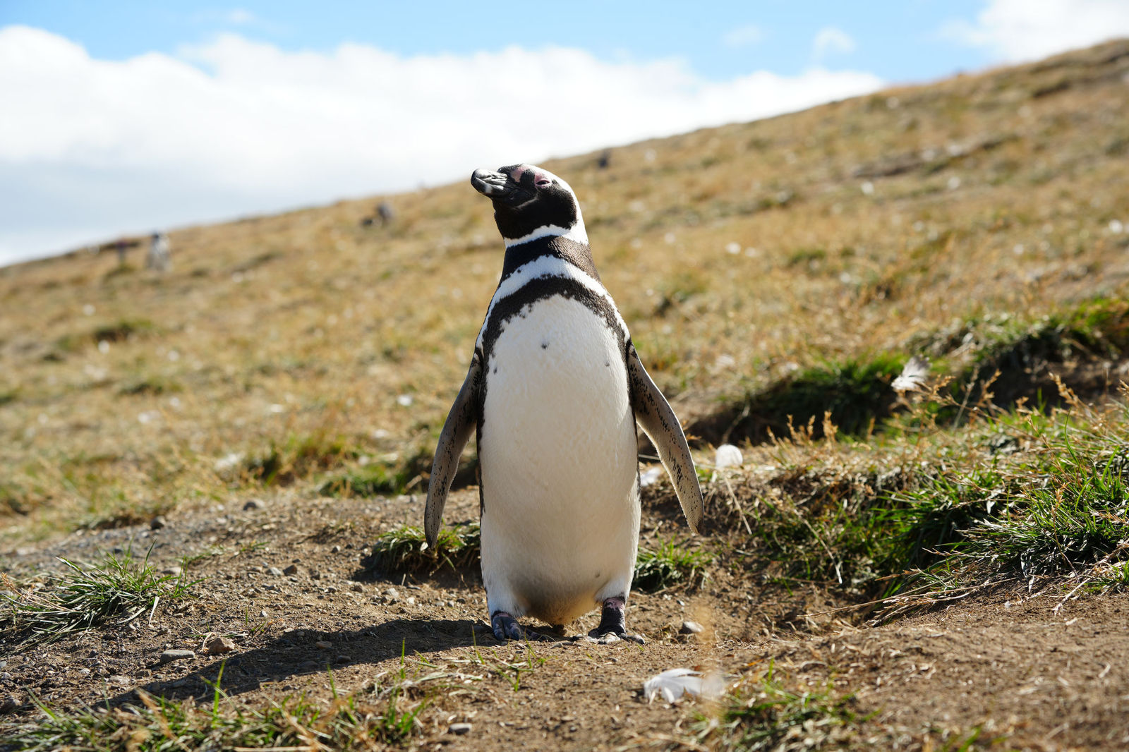 Magellanic Penguin