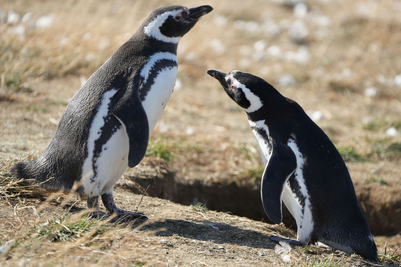 Magellanic Penguins