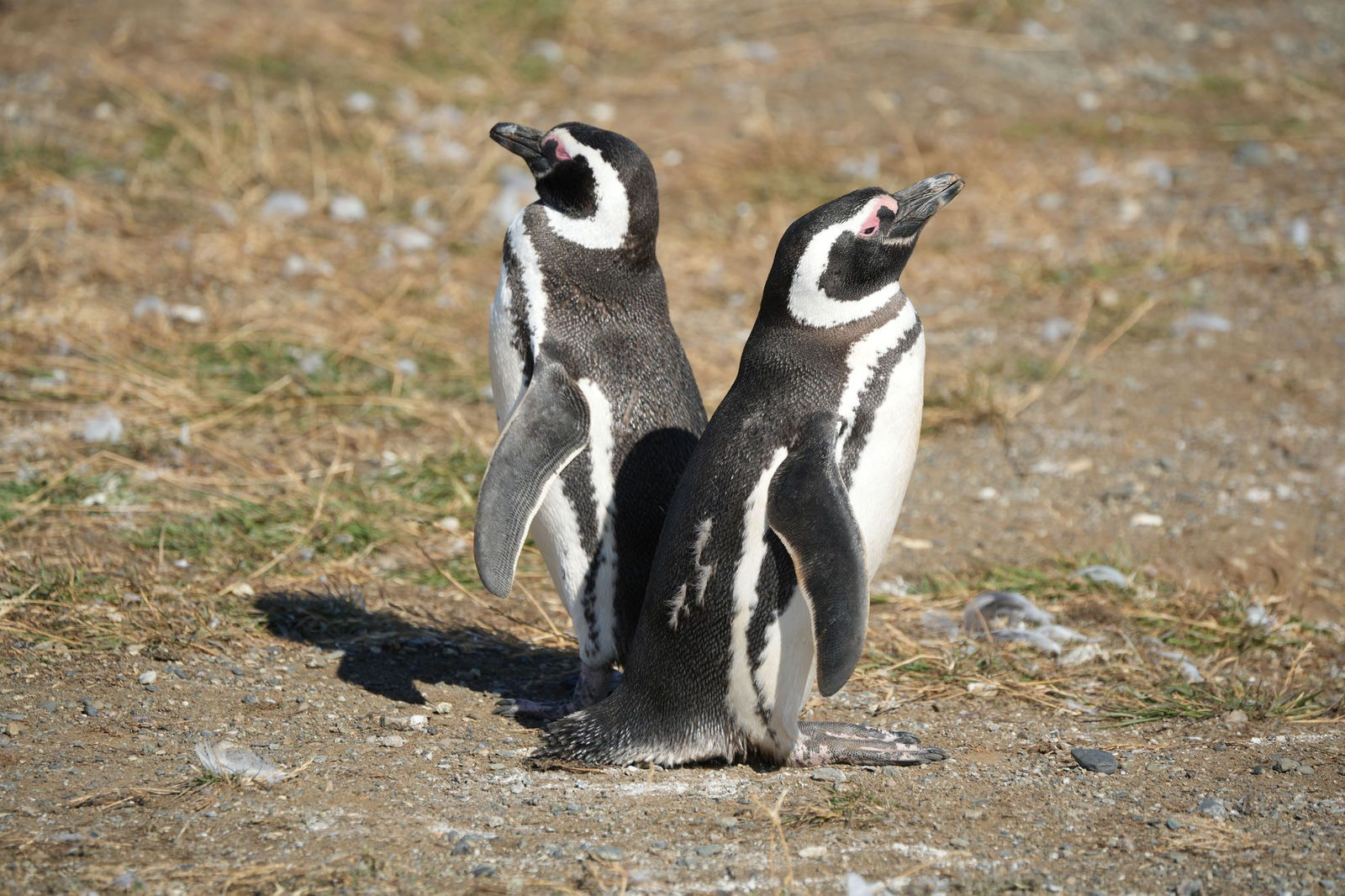 Magellanic Penguins