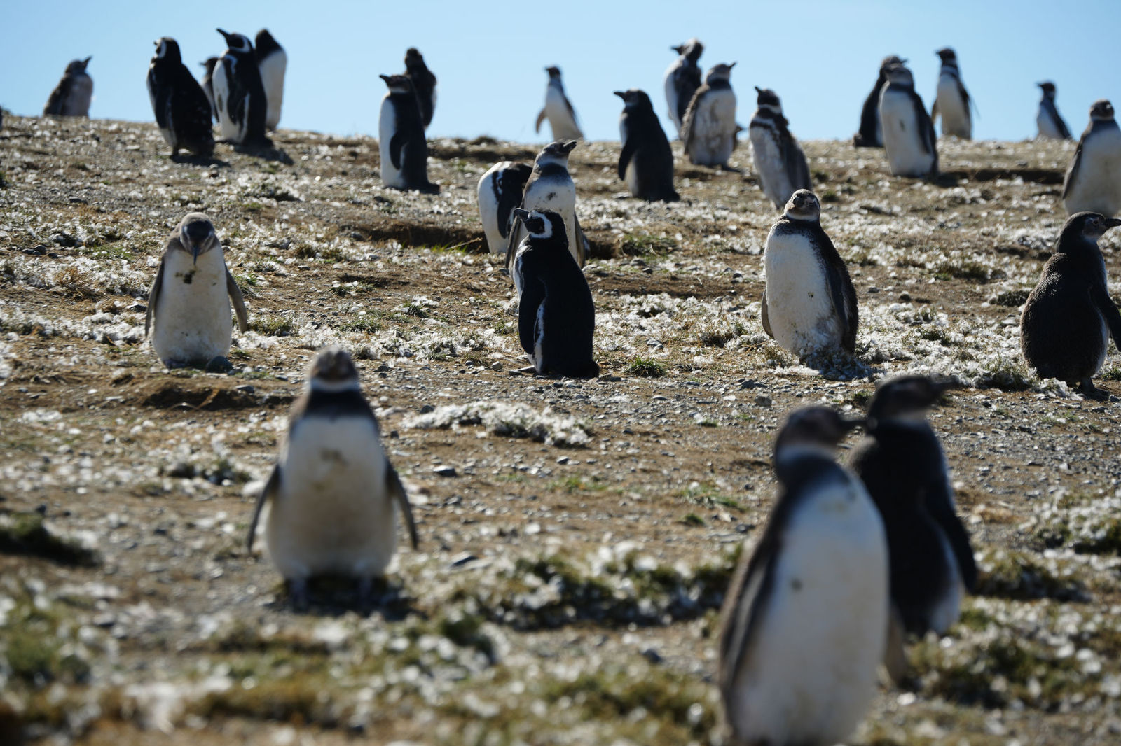 Magellanic Penguins
