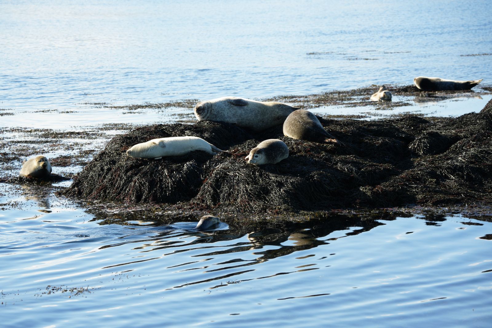 Harbor Seals