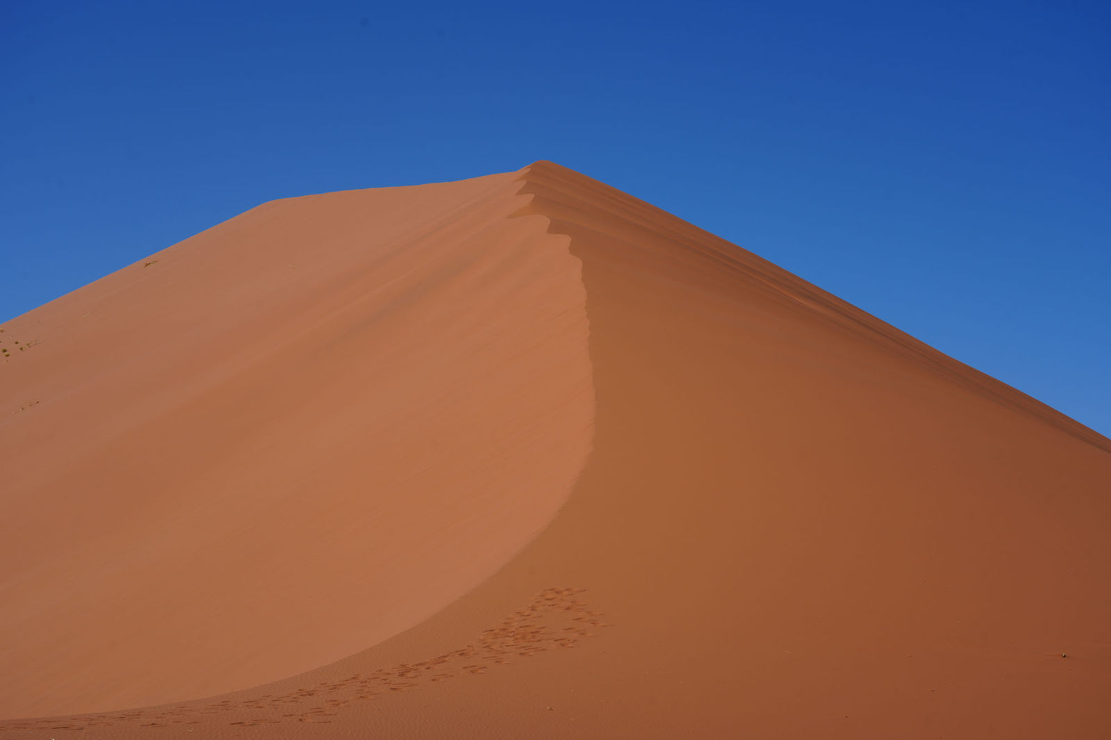 Dune 40