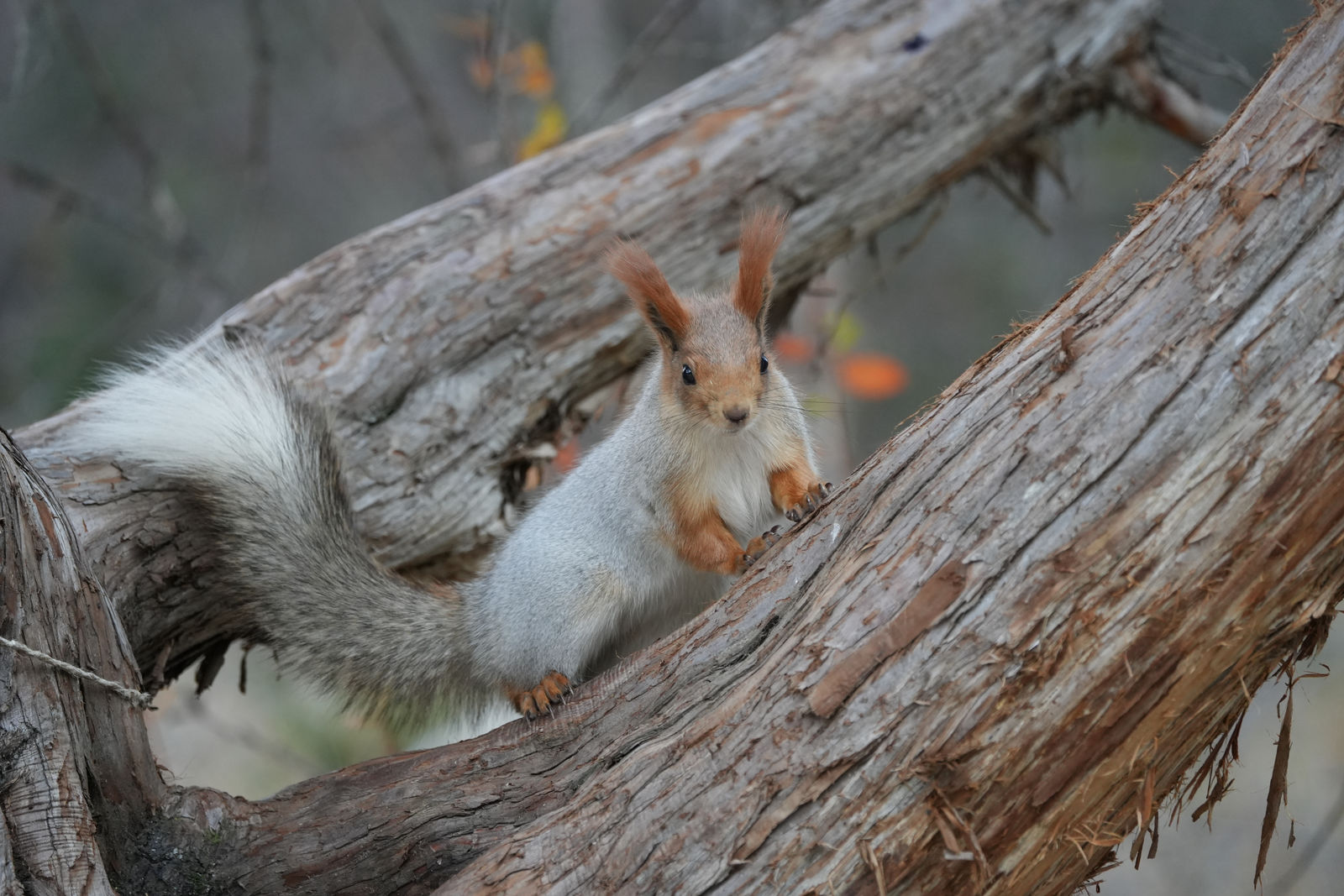 Eurasian Red Squirrel