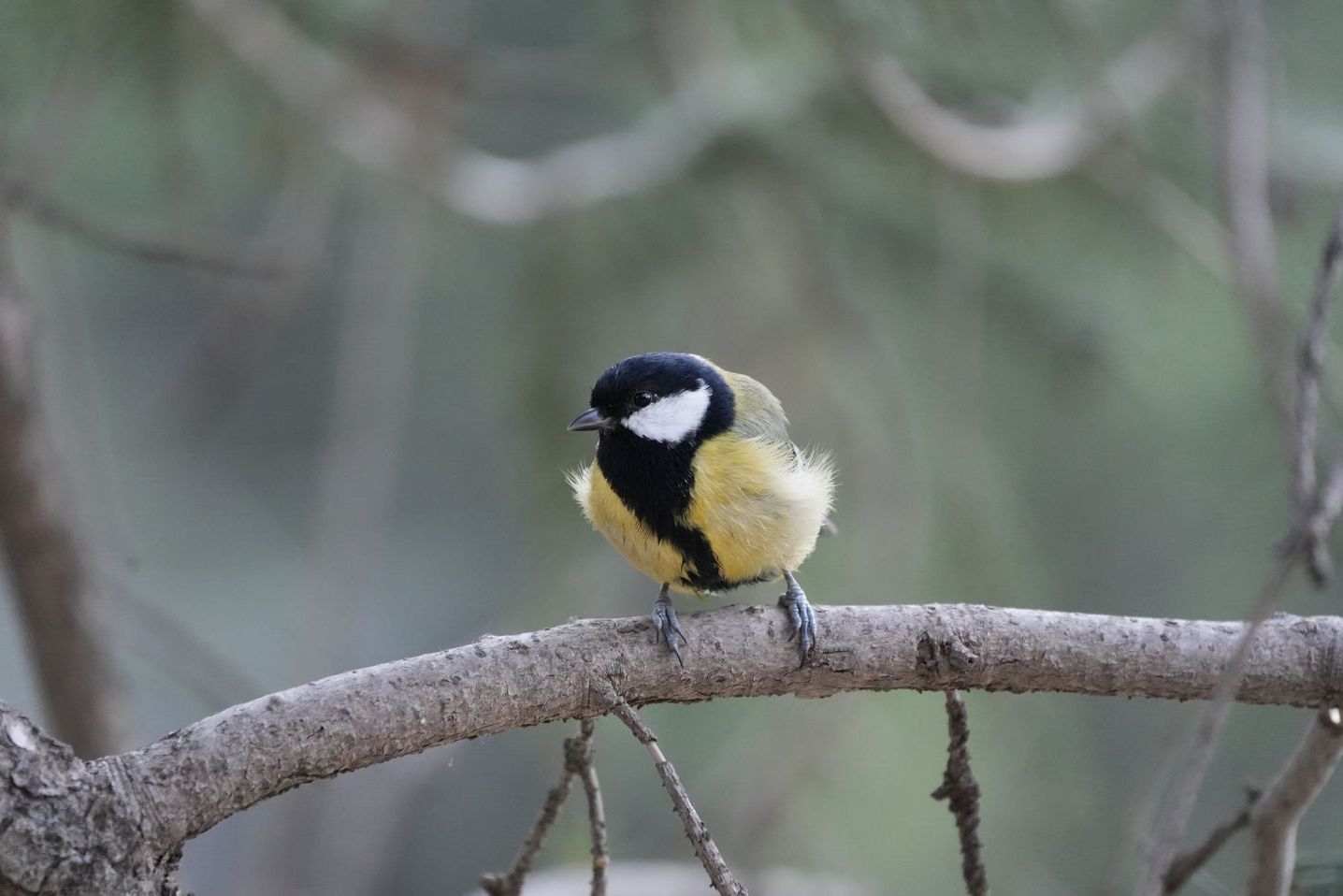 Great Tit