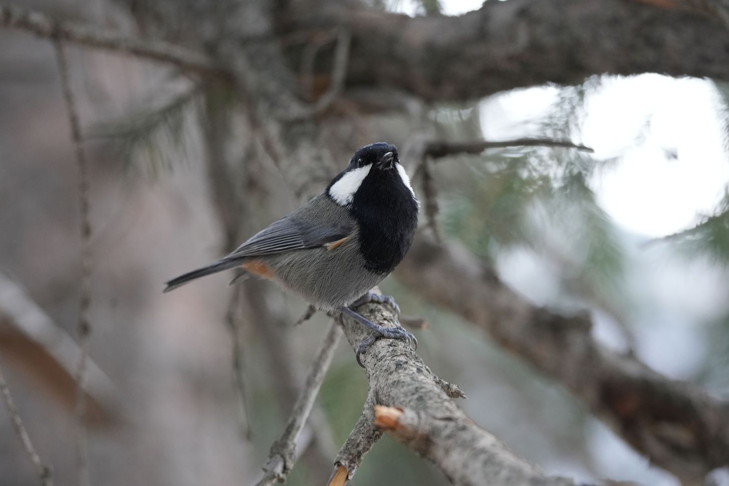 Rufous-Vented Tit