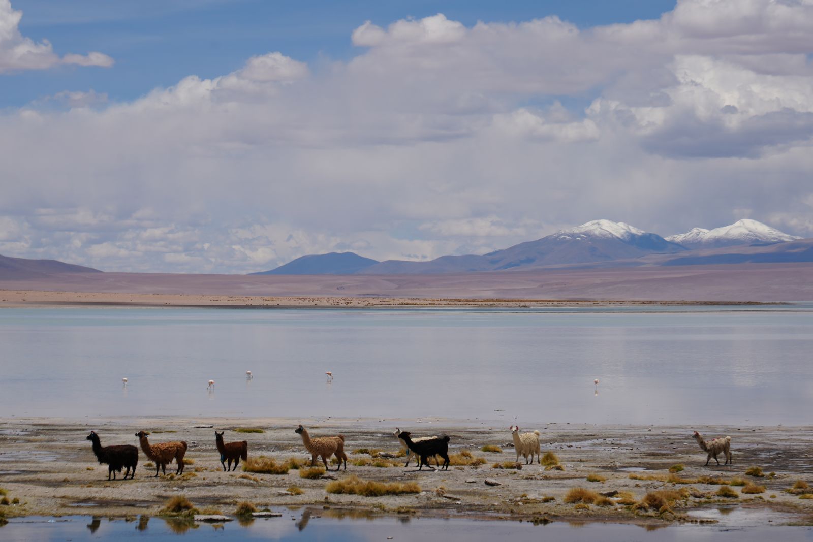 Laguna Santa Rosa