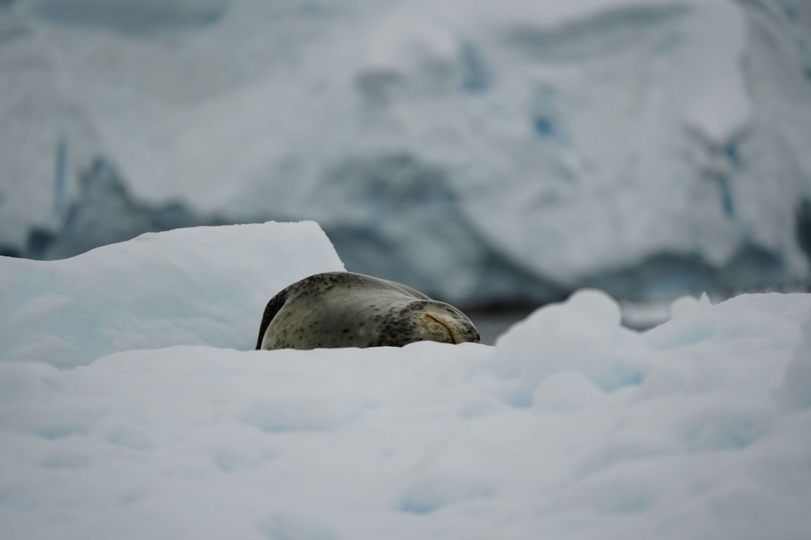 Leopard Seal