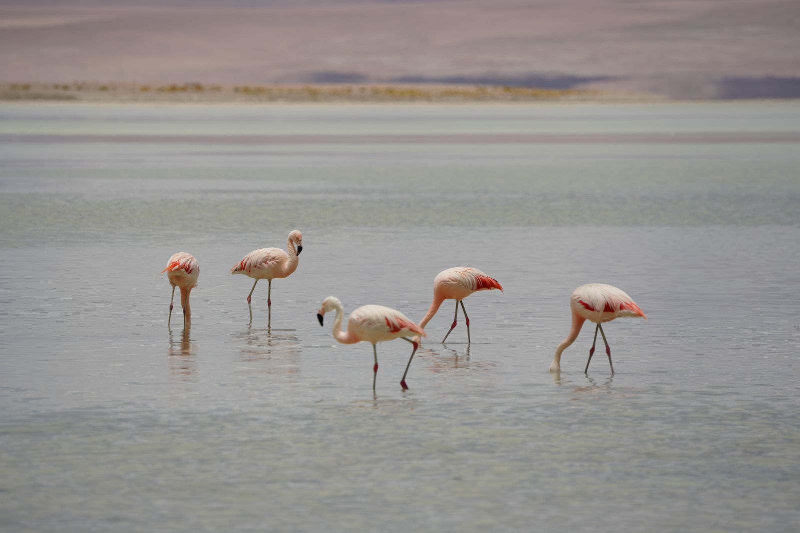 Chilean flamingos