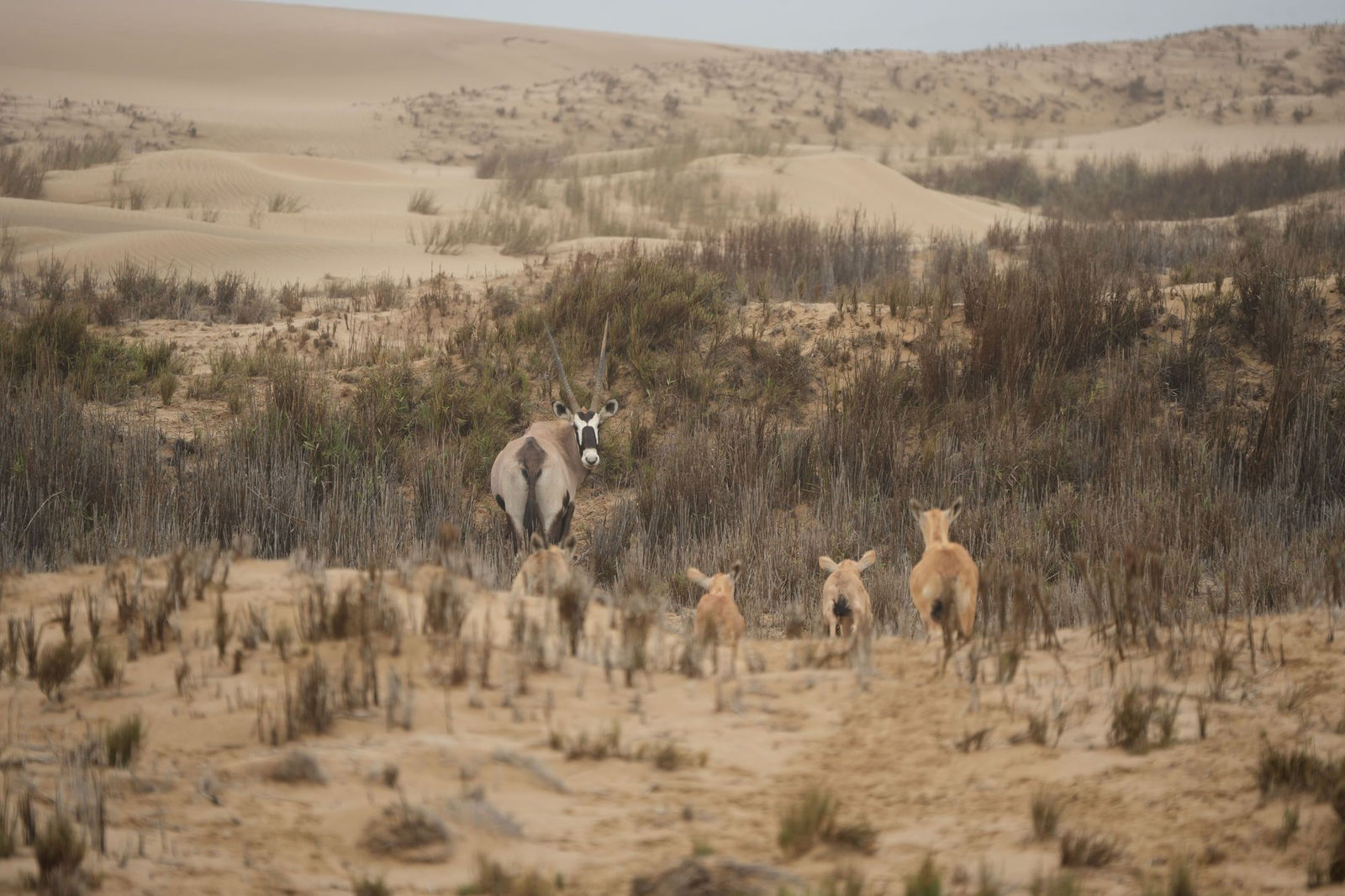 Gemsbok