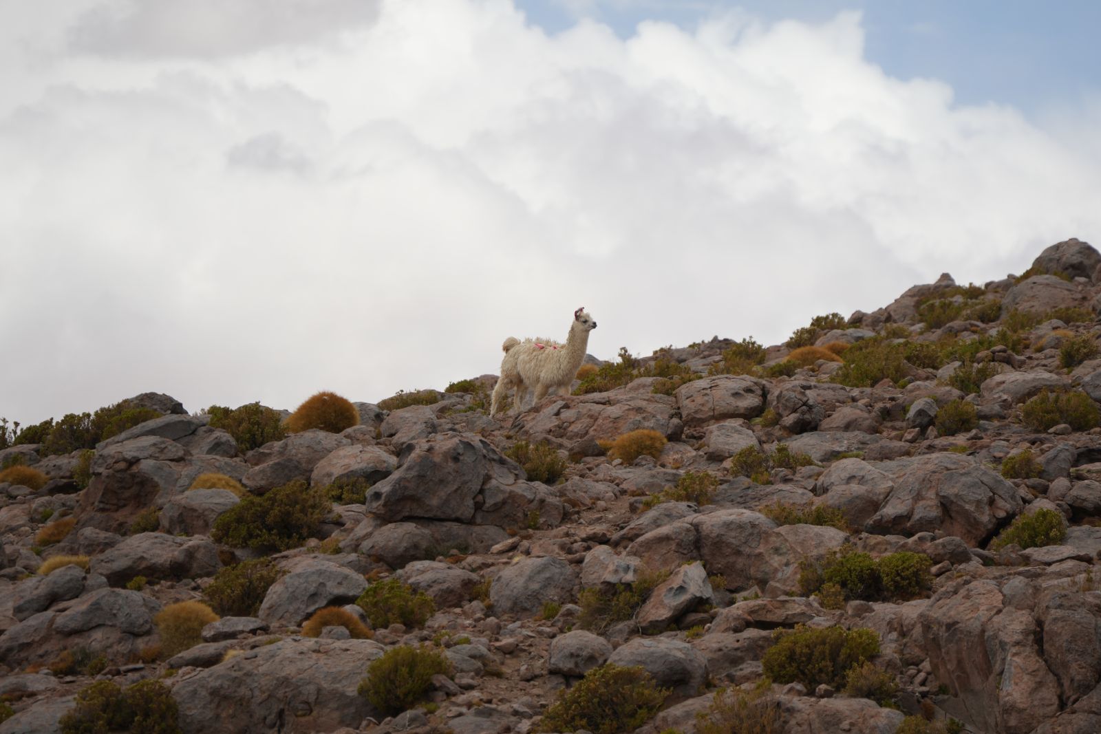 Llama