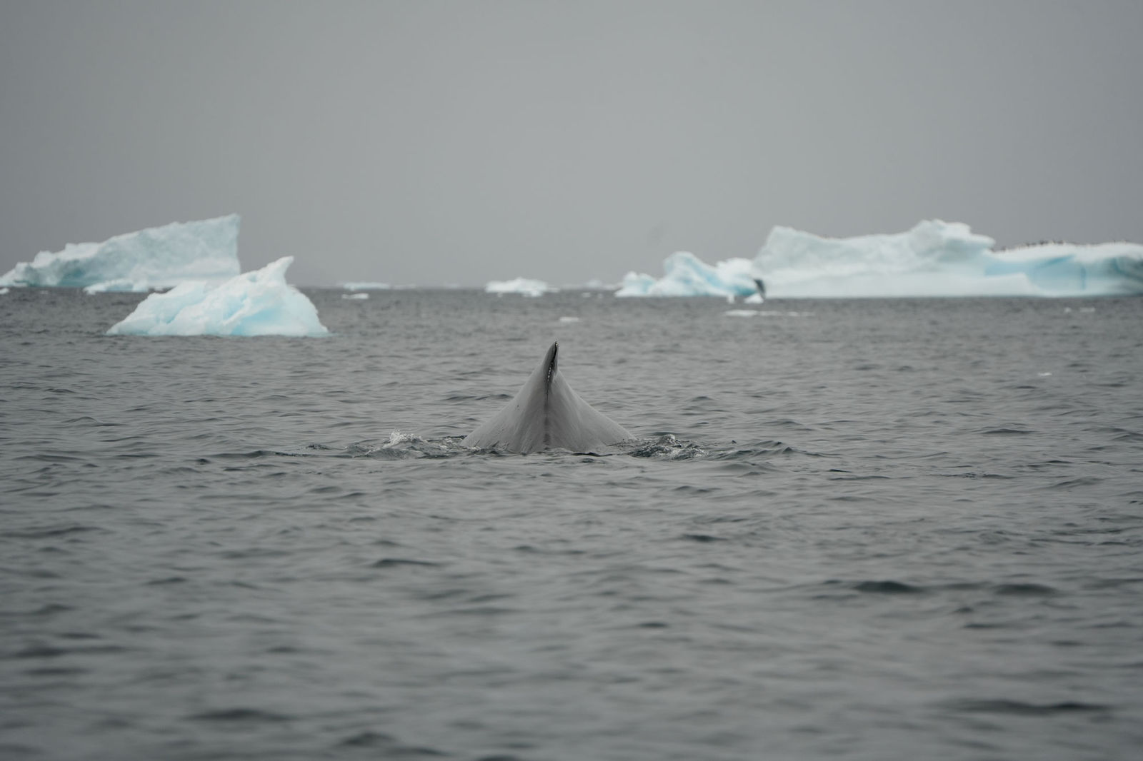 Humpback Whale