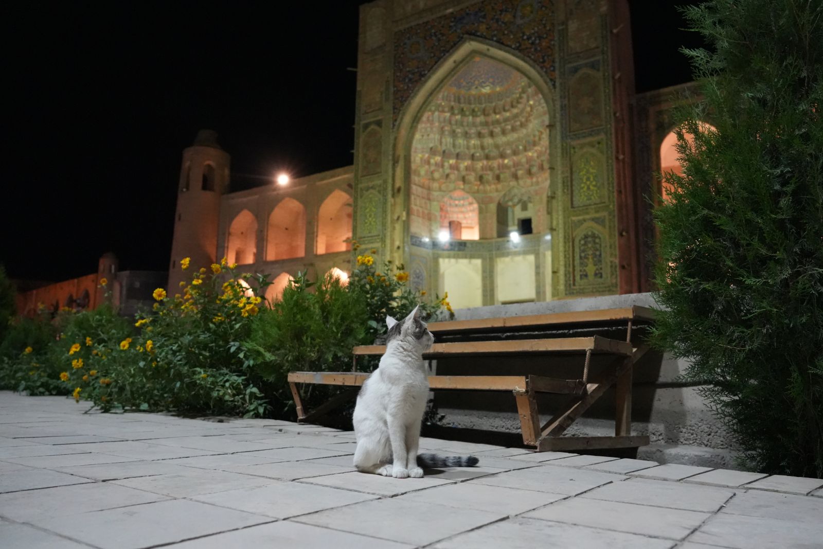 Silk Road Cat