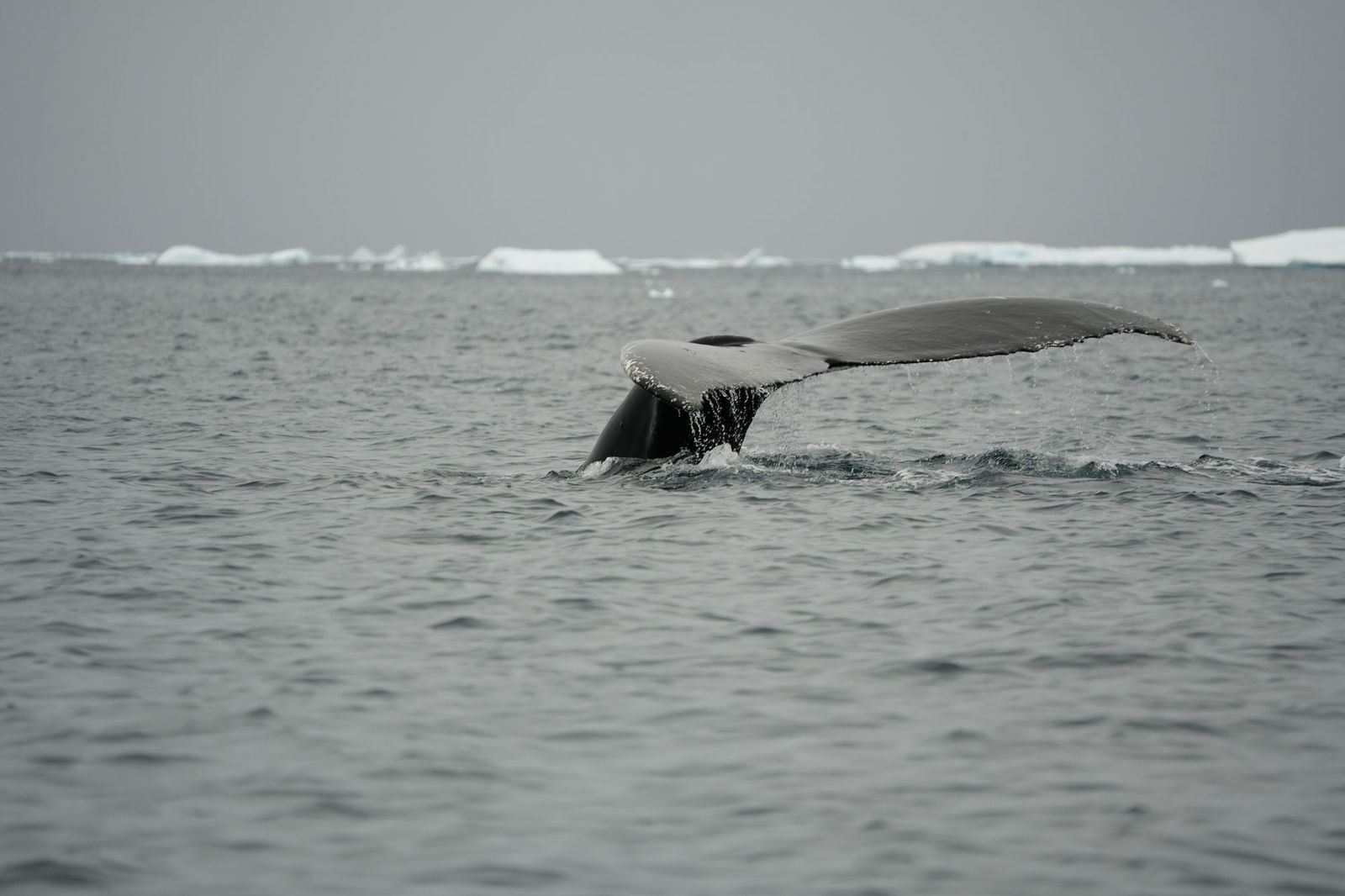 Humpback Whale