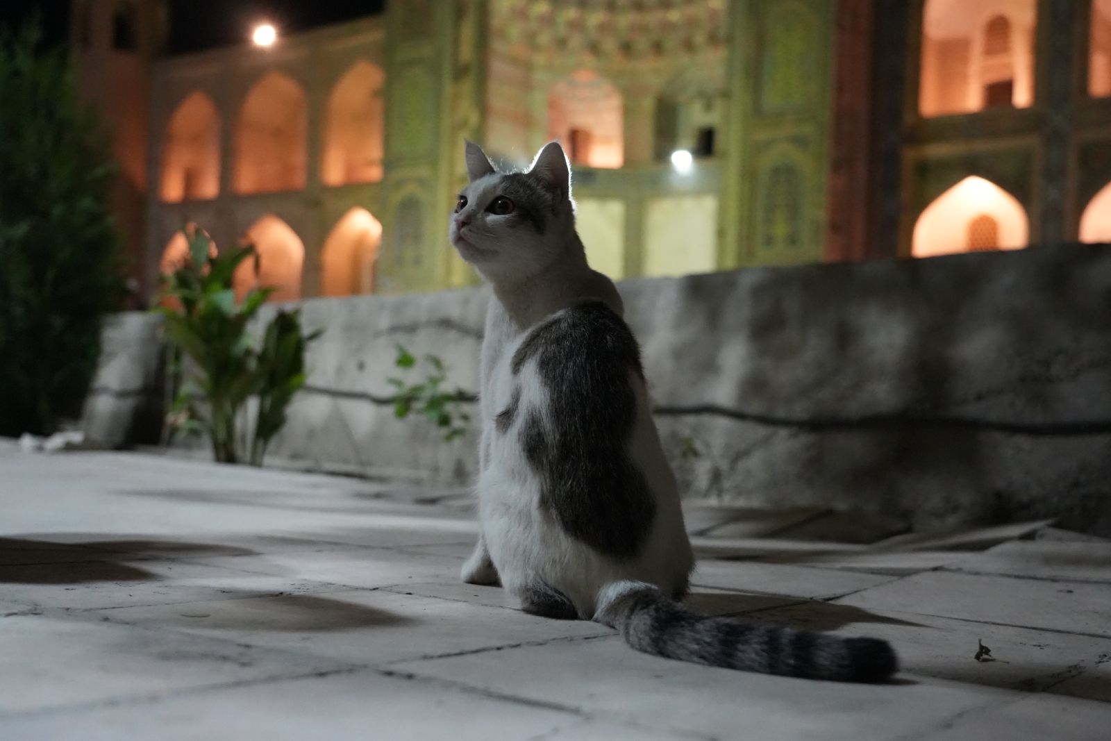 Cat of Bukhara