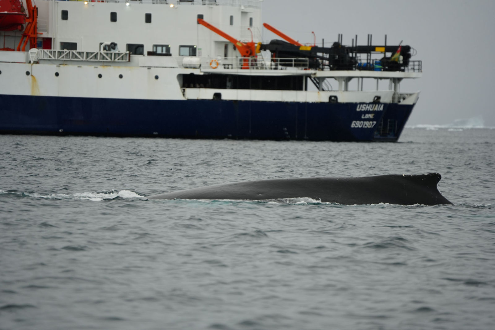 Humpback Whale