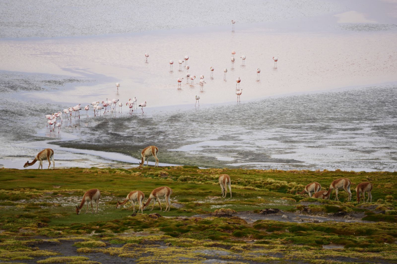 Vicuñas and Flamingos
