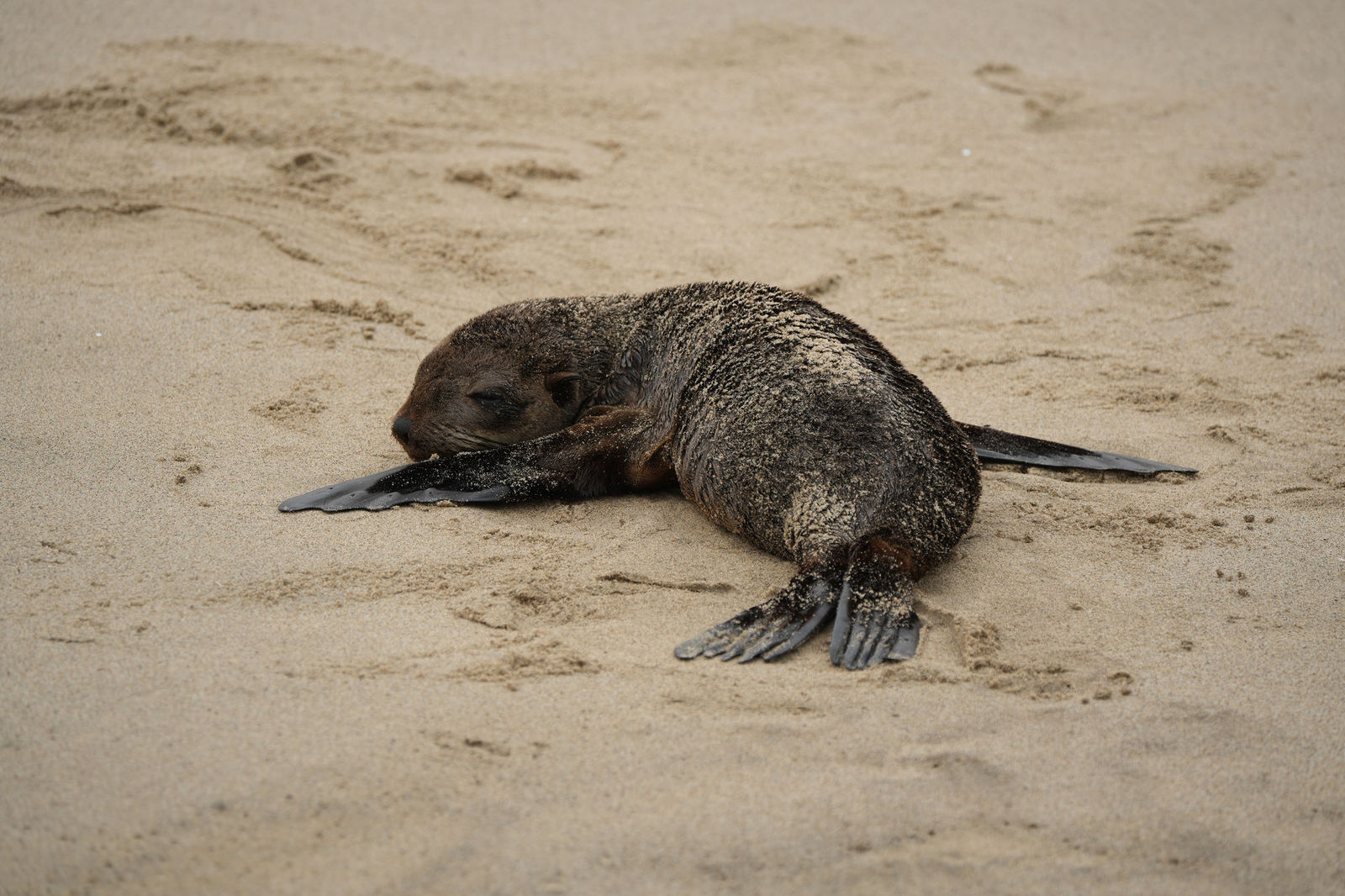 Fur Seal