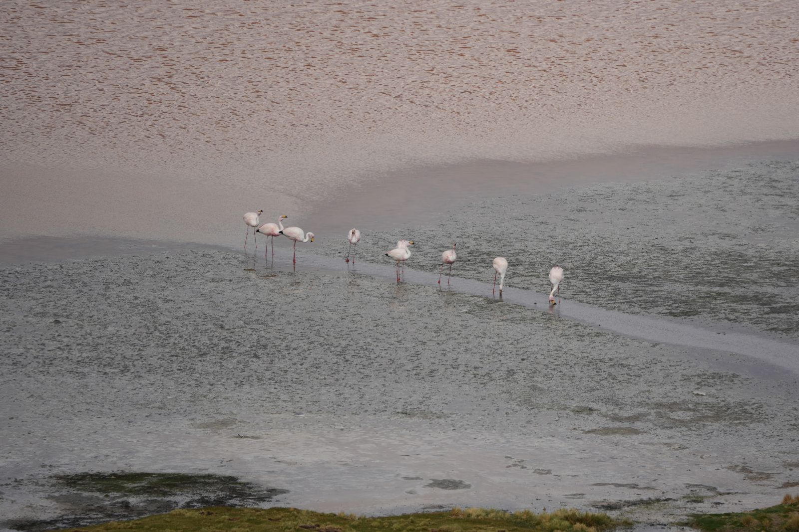Andean flamingos