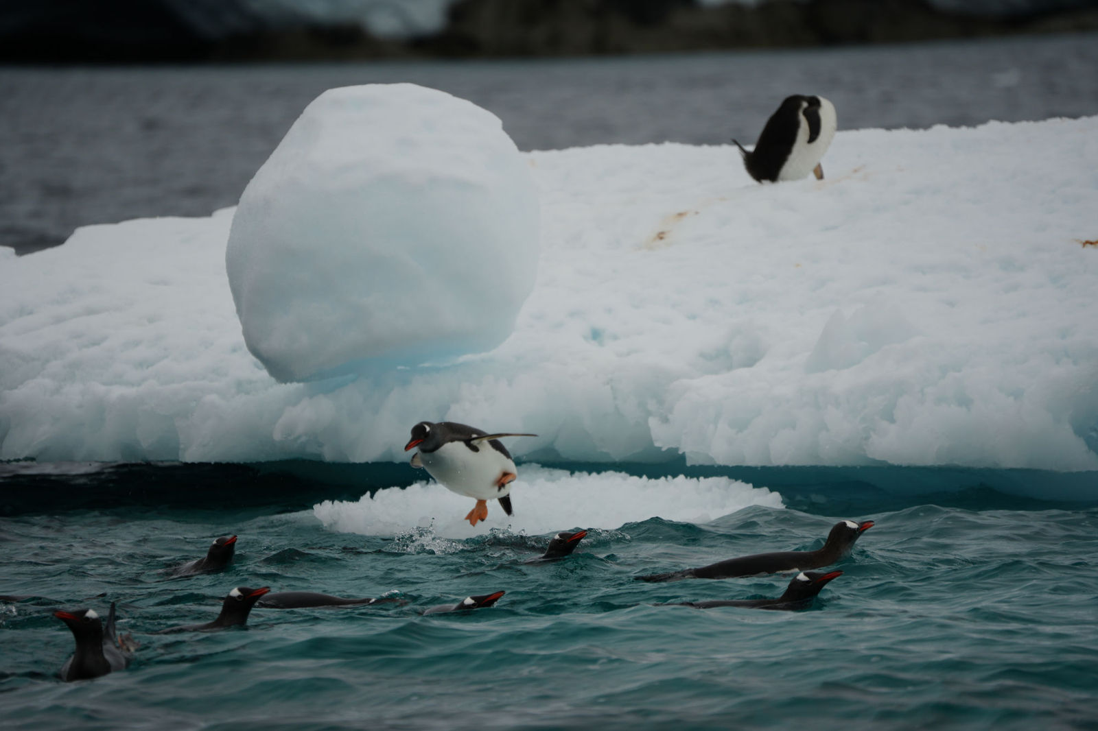 Gentoo Penguins Diving into the Sea