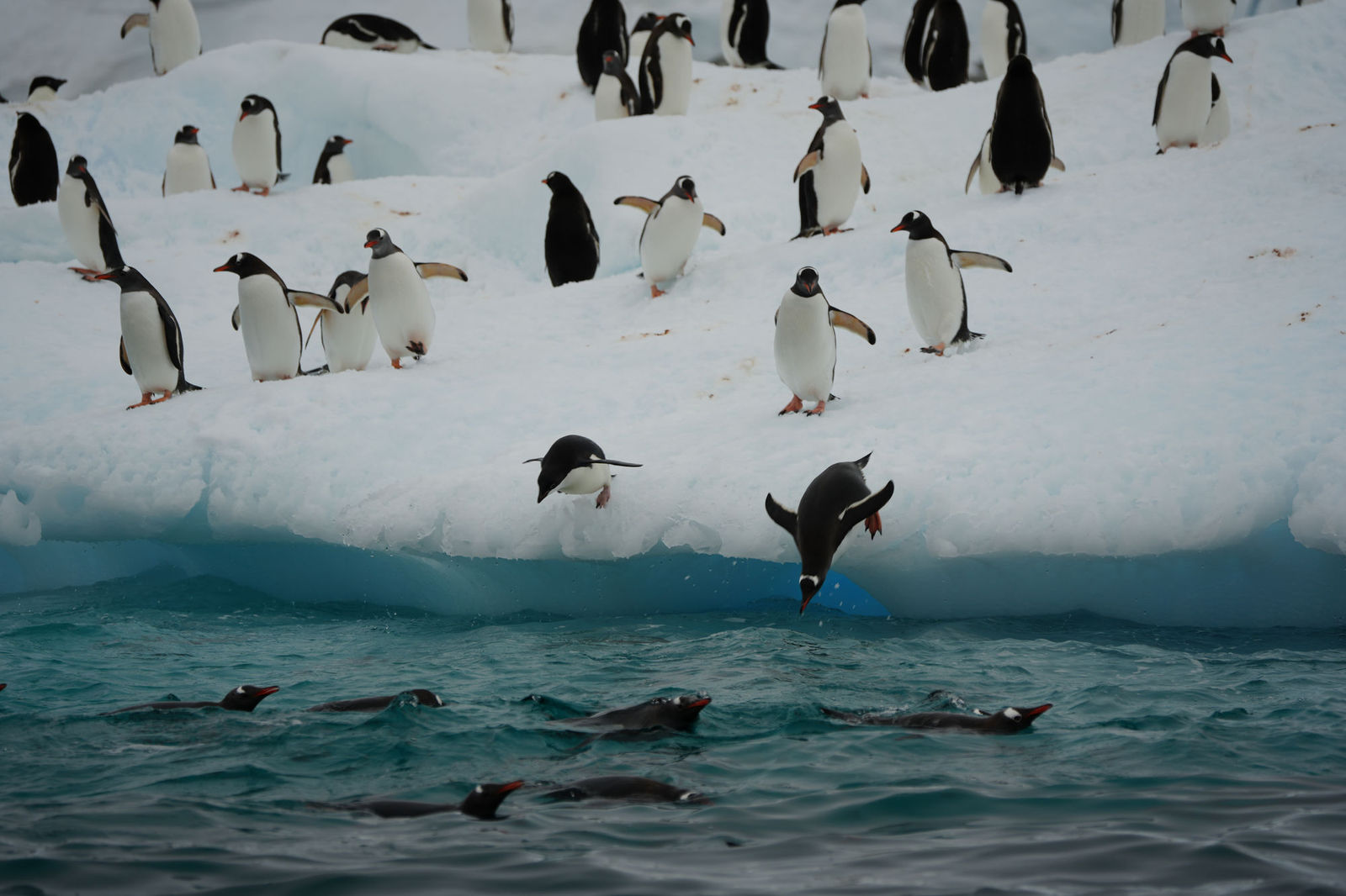 Gentoo Penguins Diving into the Sea