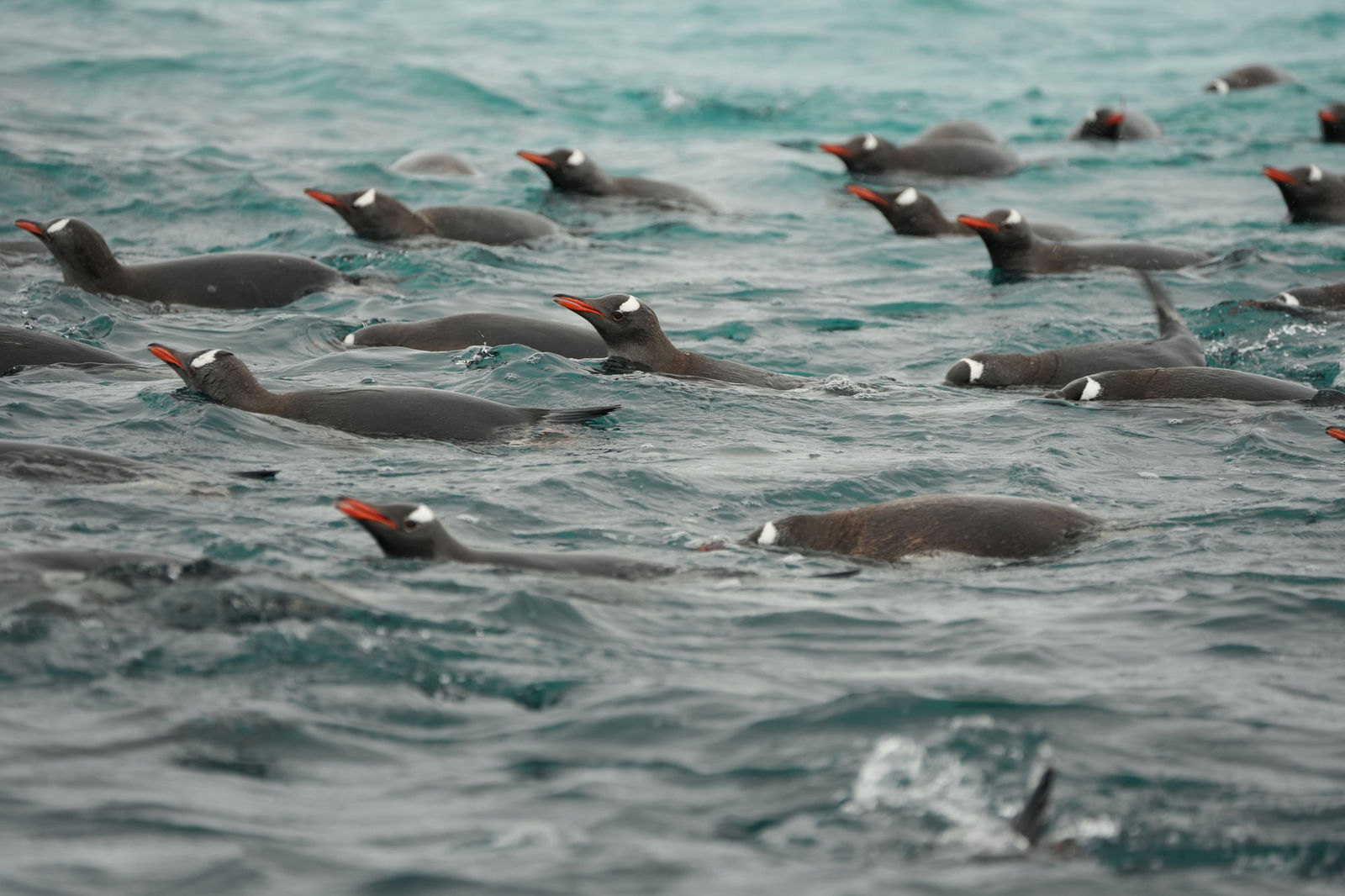 Swimming Gentoo Penguin