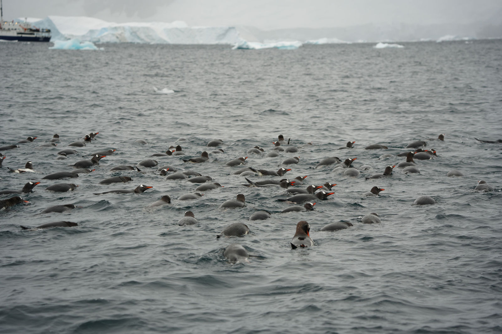 Swimming Gentoo Penguins