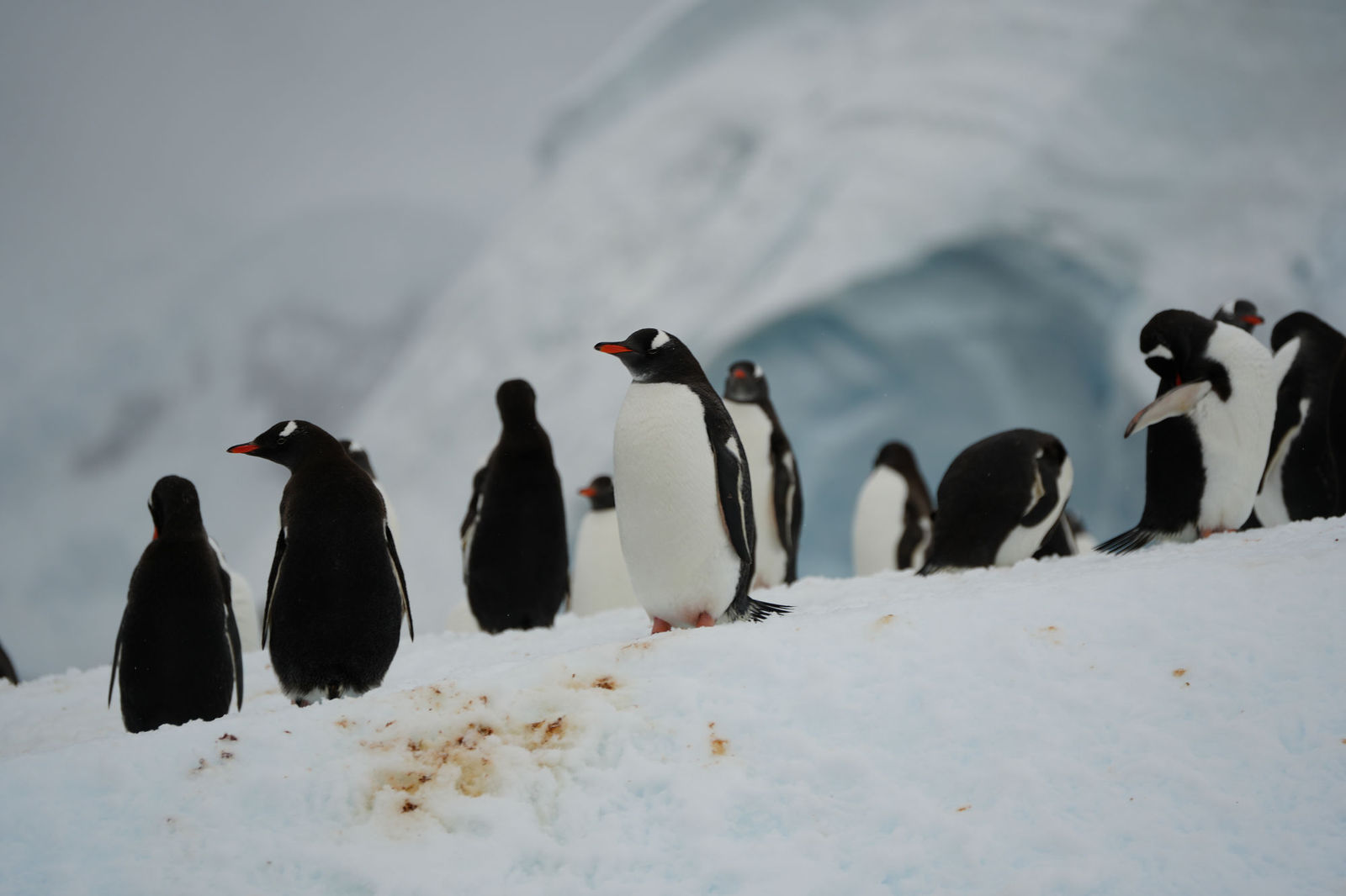 Gentoo Penguins