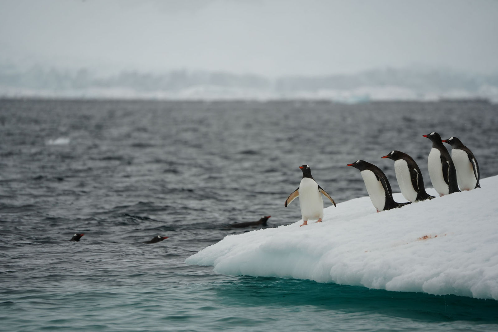Gentoo Penguins