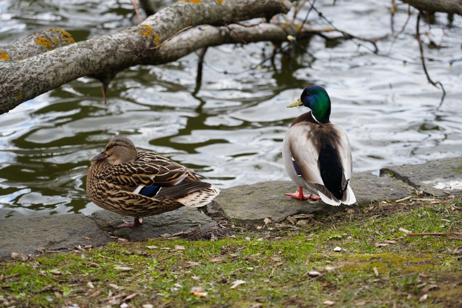Mallards