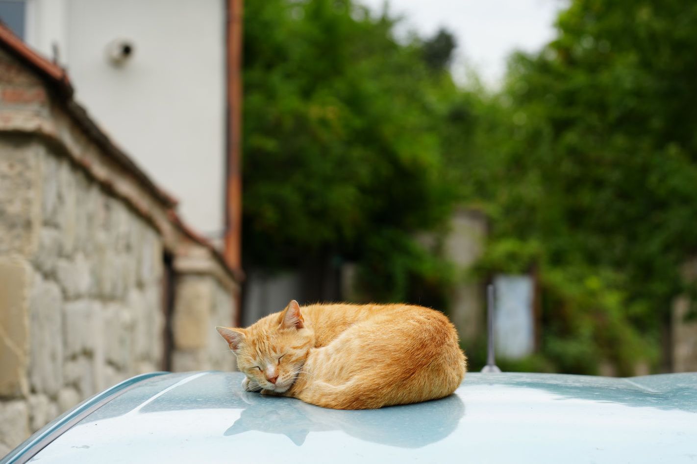 A local cat sleeping on a car roof