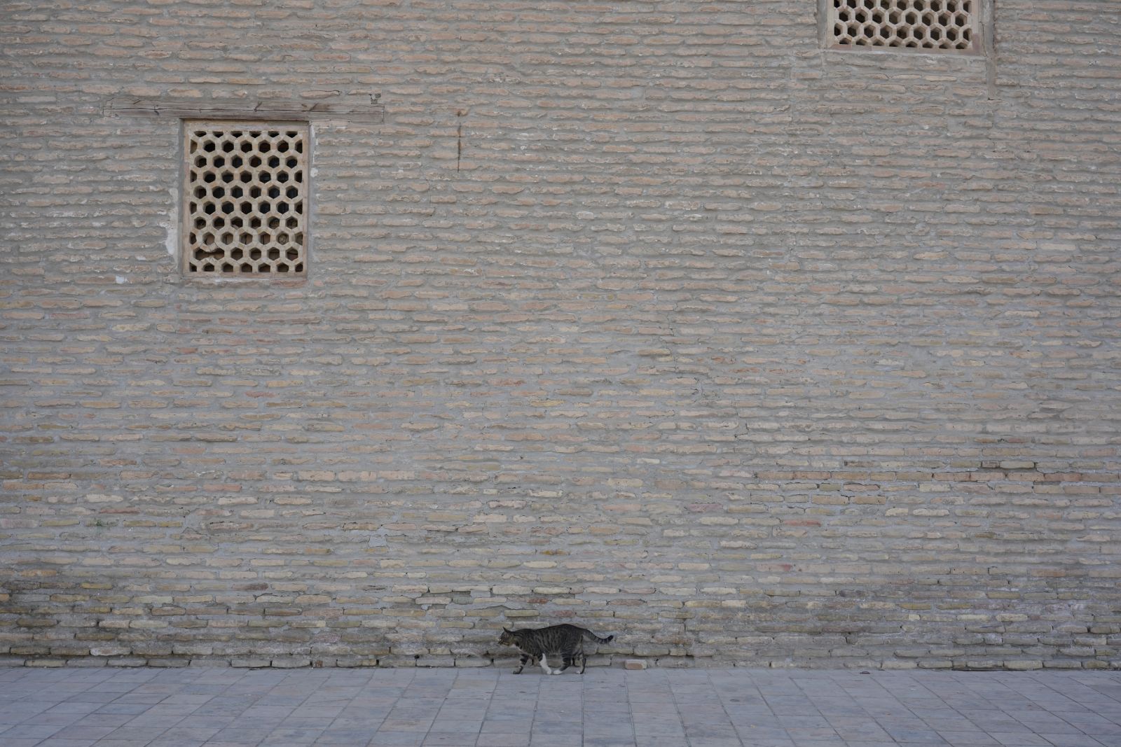 Silk Road Cat