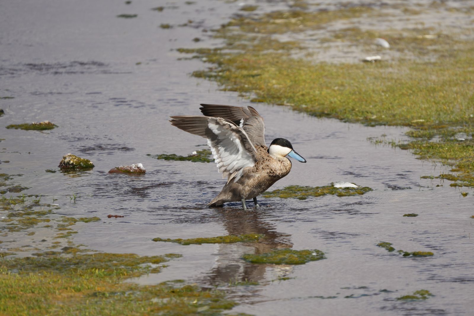 Puna Teal