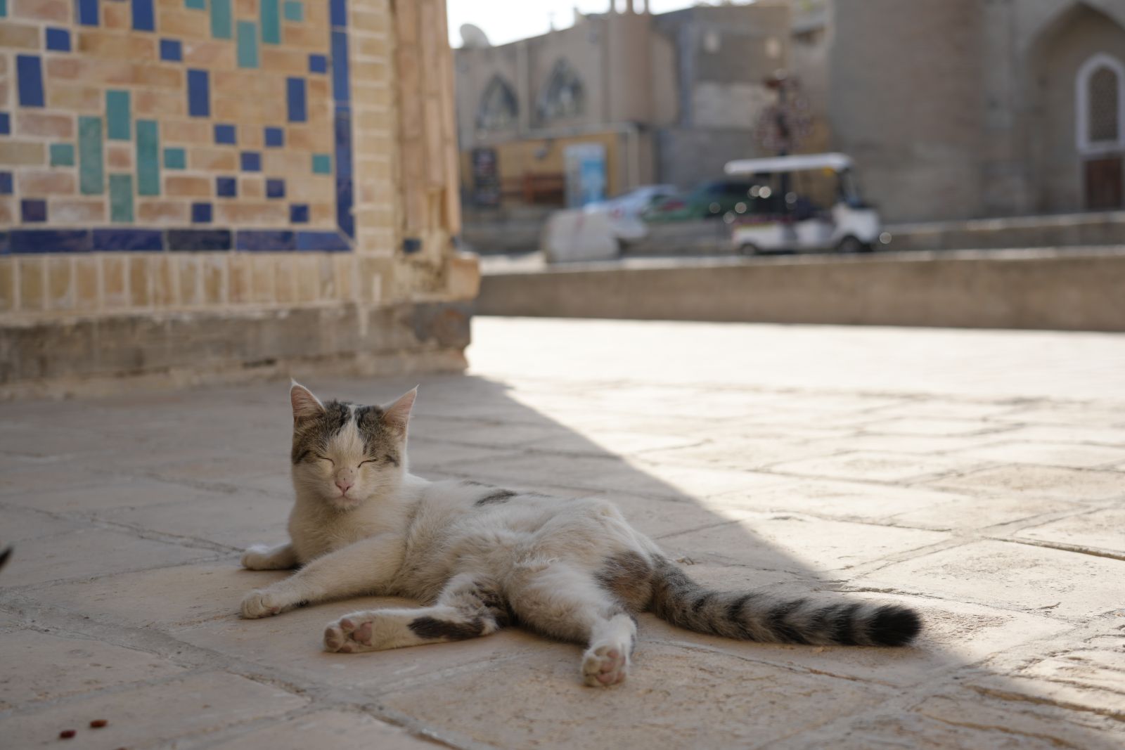 Bukhara's street cat
