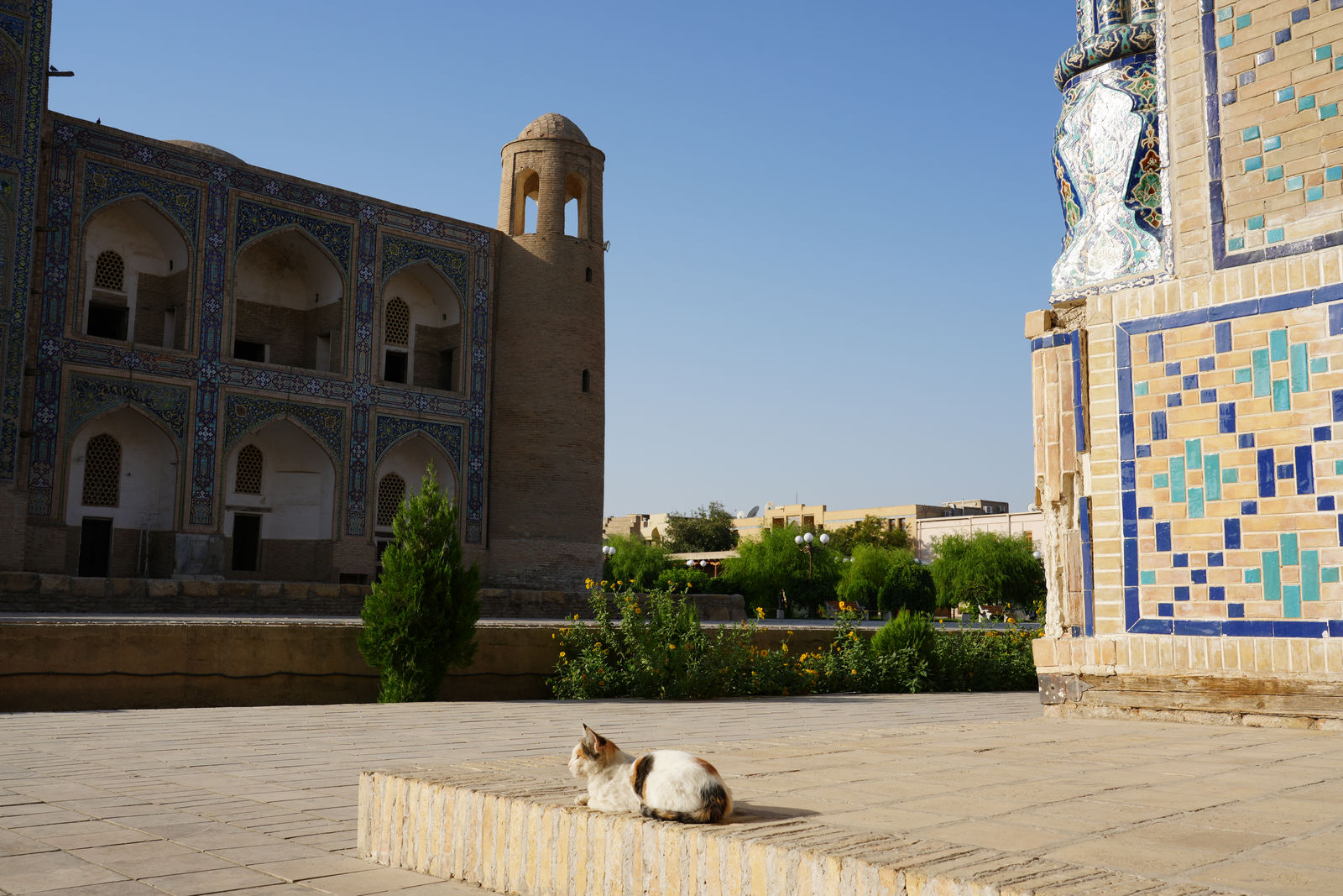 Bukhara's street cat
