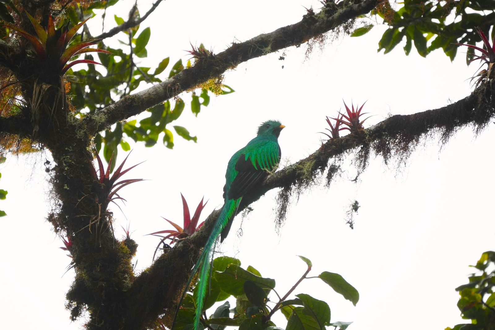 Quetzal