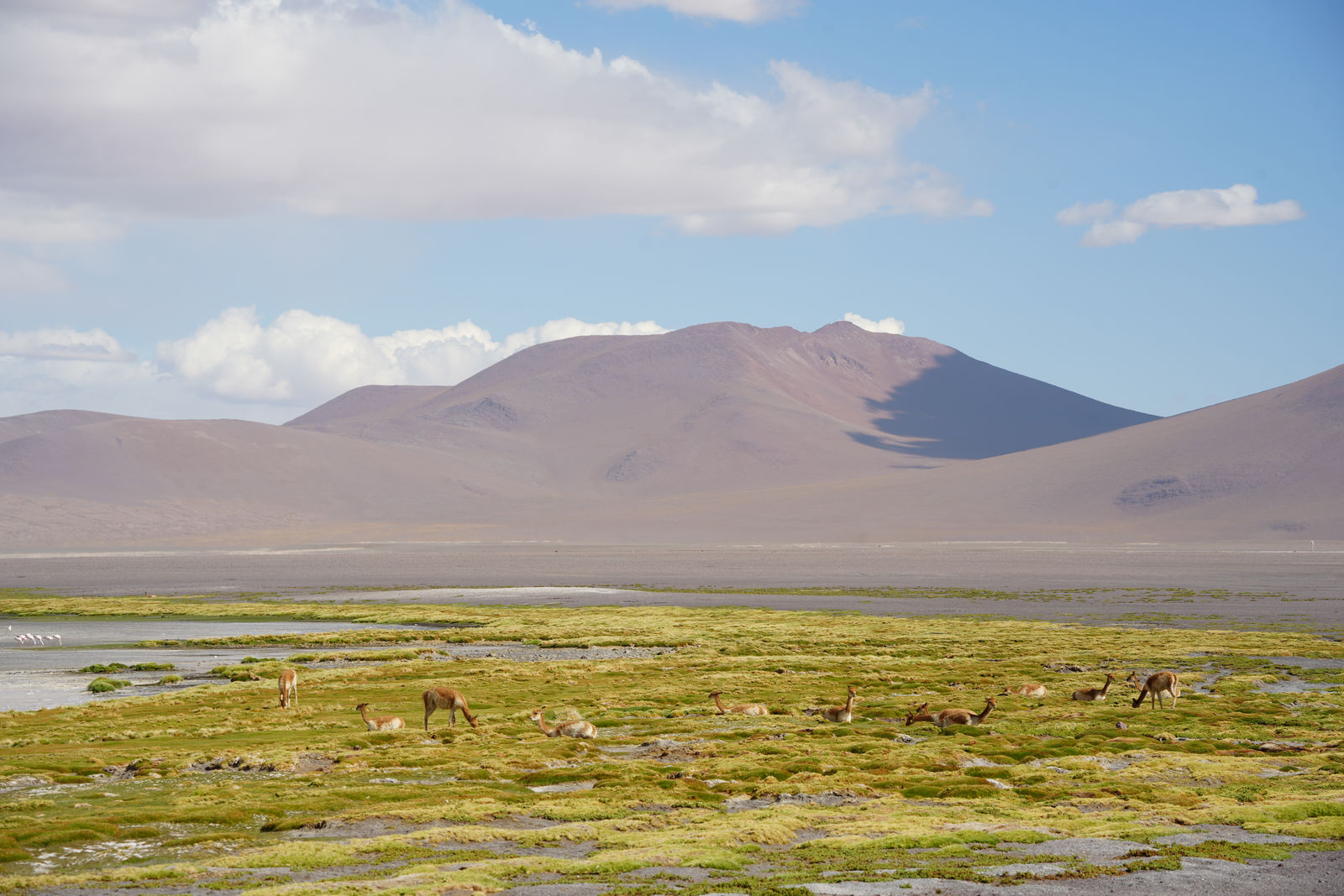 Vicuñas