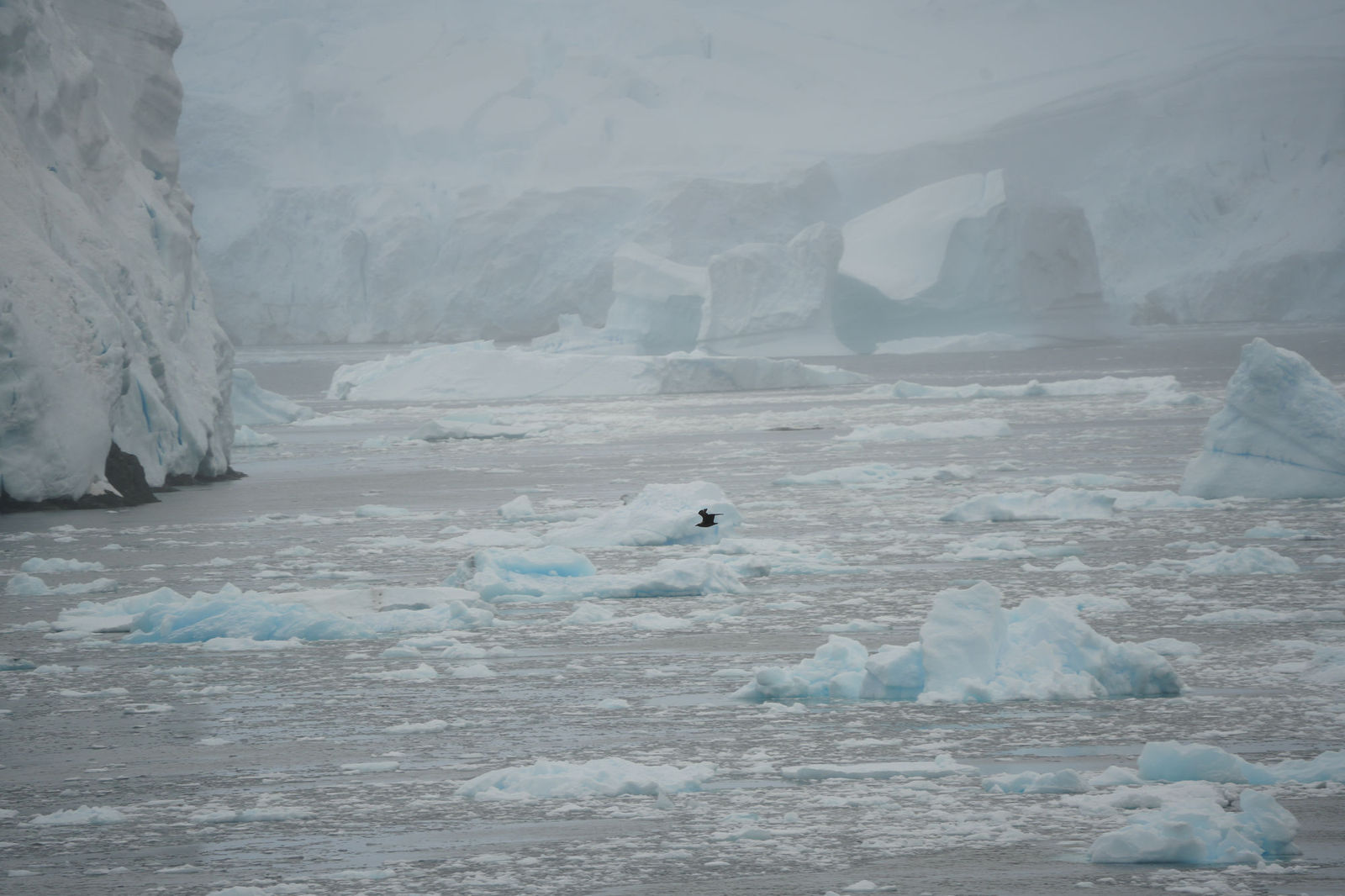 Iceberg