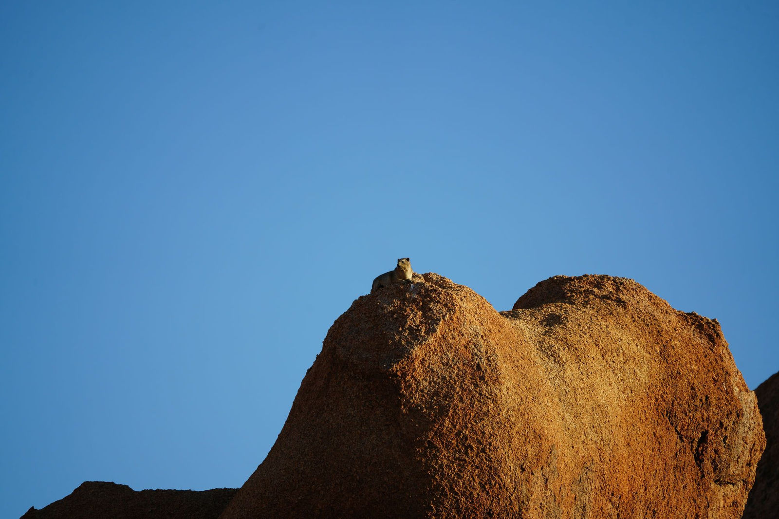 Rock Hyrax