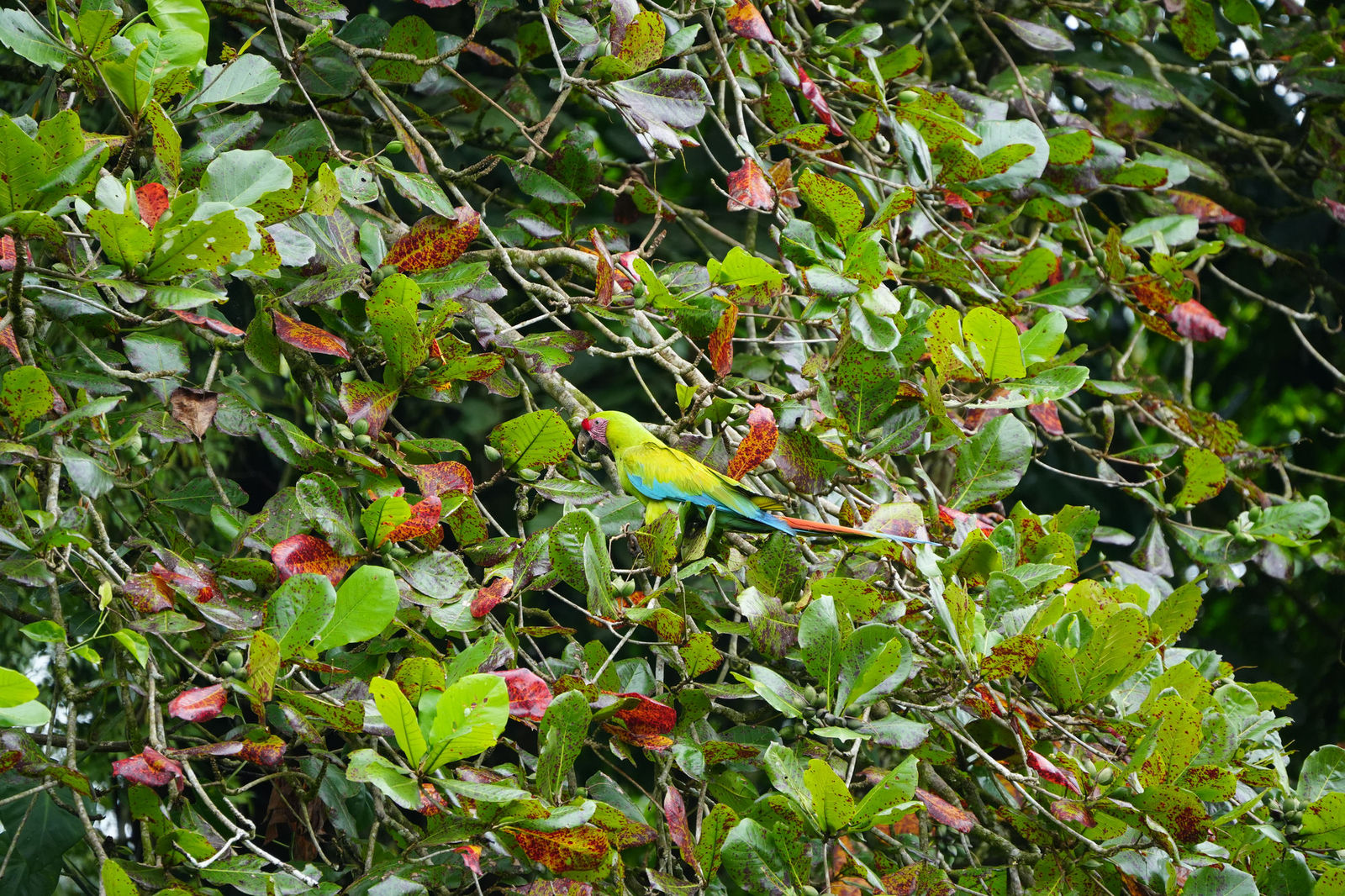 Great Green Macaw
